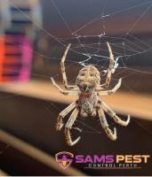 Sams Spider Control Perth image 2
